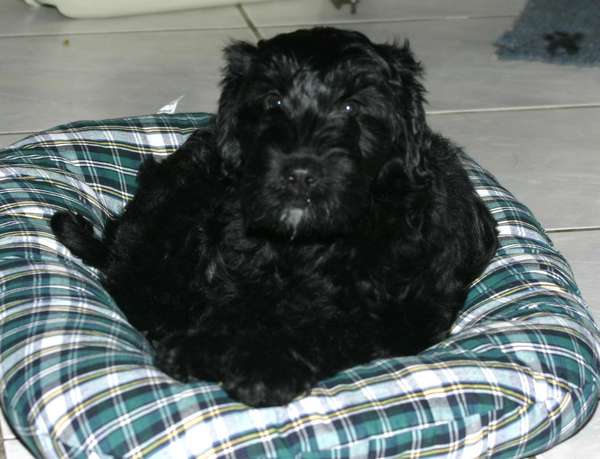 Schwarzer Terrier