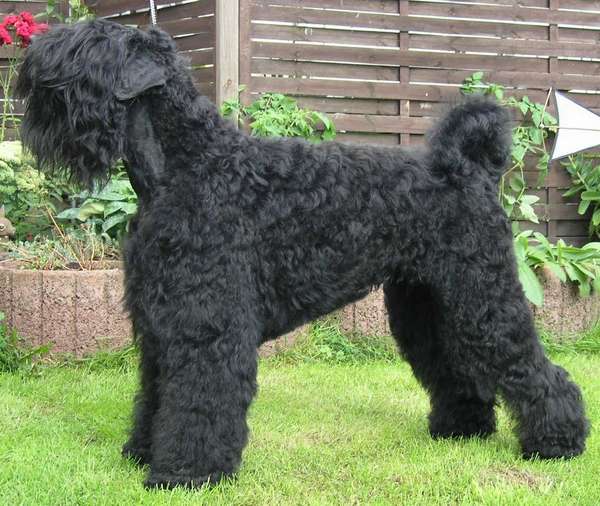 Schwarzer Terrier