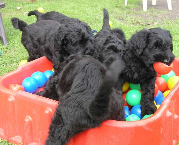 Schwarzer Terrier