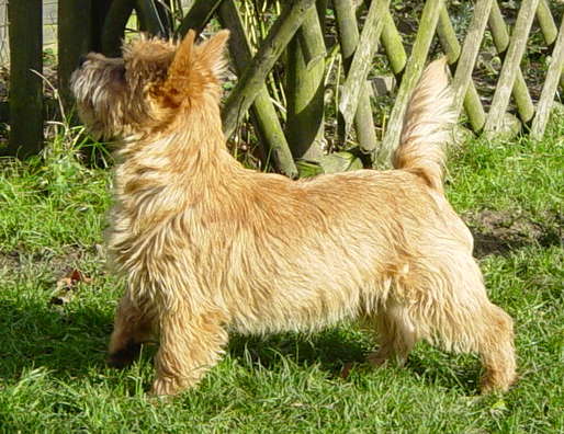 Cairn Terrier