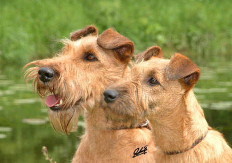 Irish Terrier