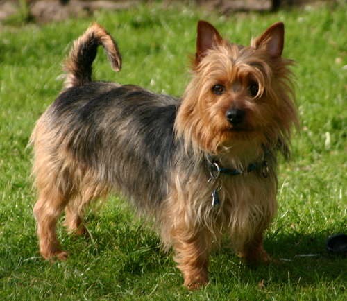 Australian Terrier