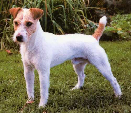 Parson Russell Terrier