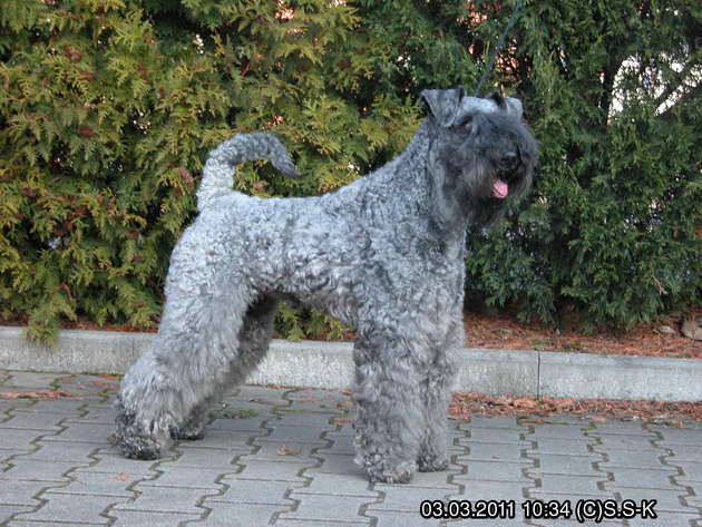Kerry Blue Terrier