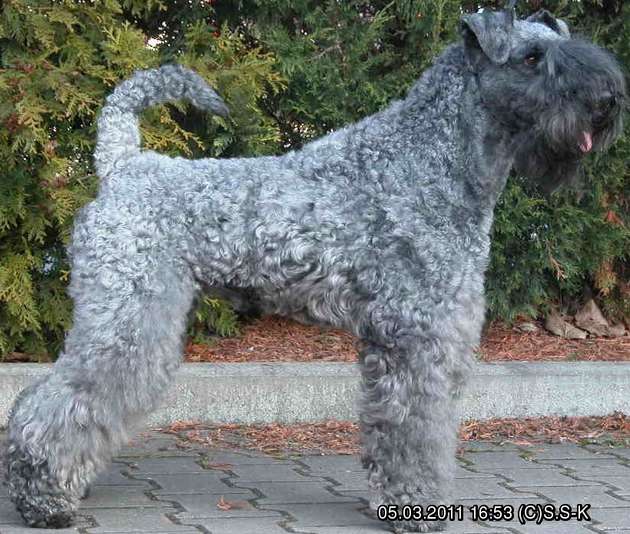 Kerry Blue Terrier