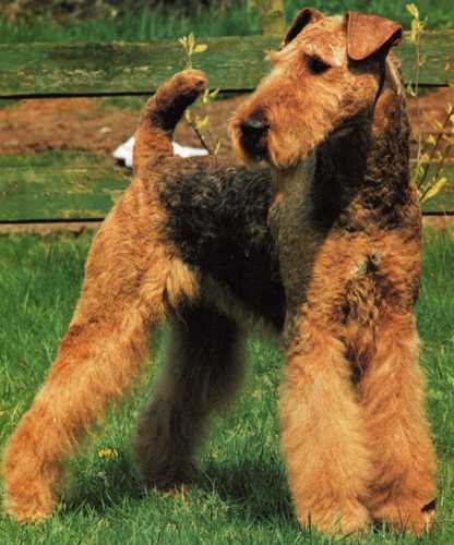 Airedale Terrier