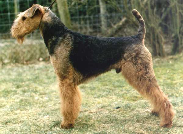 Airedale Terrier