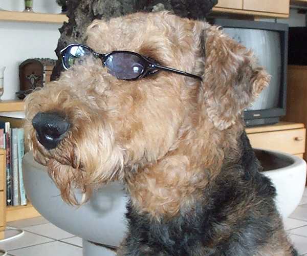 Airedale Terrier
