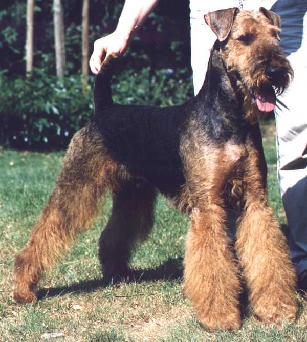 Airedale Terrier