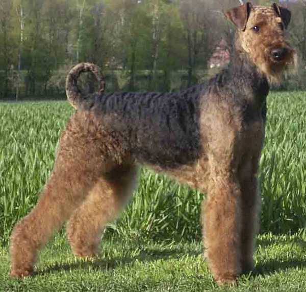 Airedale Terrier