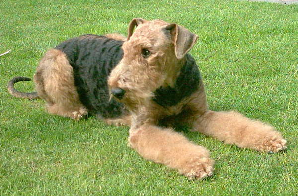 Airedale Terrier
