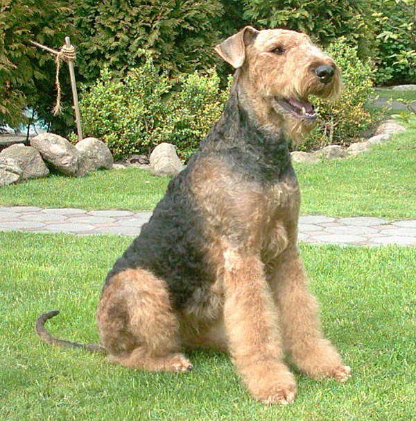 Airedale Terrier