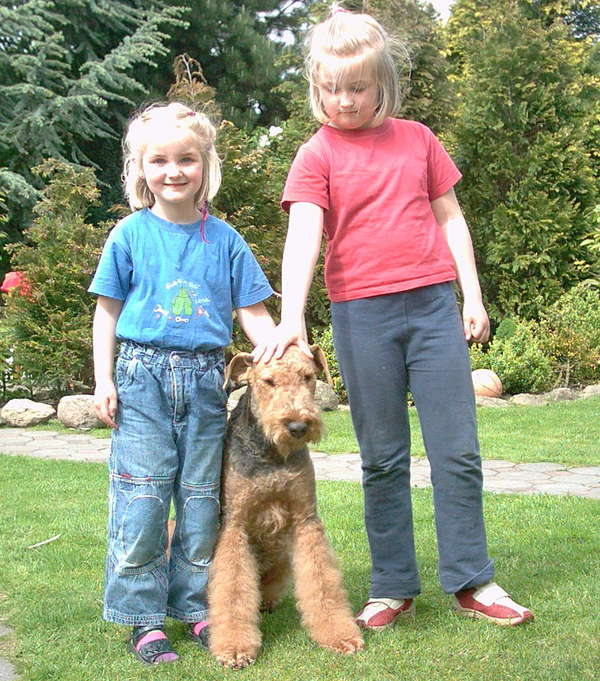 Airedale Terrier