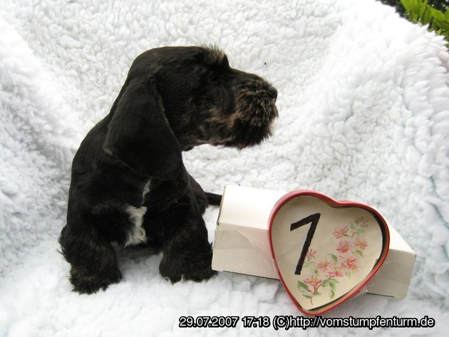 Cesky Terrier