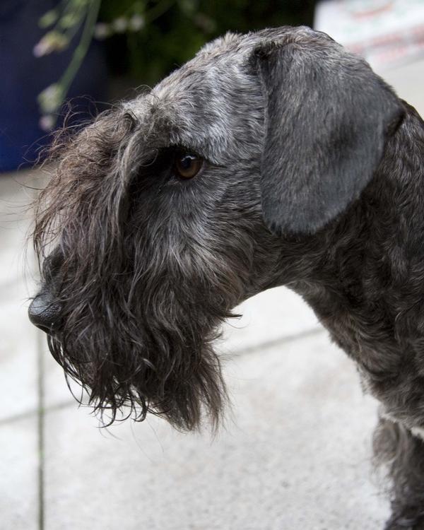 Cesky Terrier