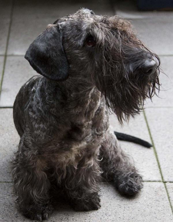 Cesky Terrier