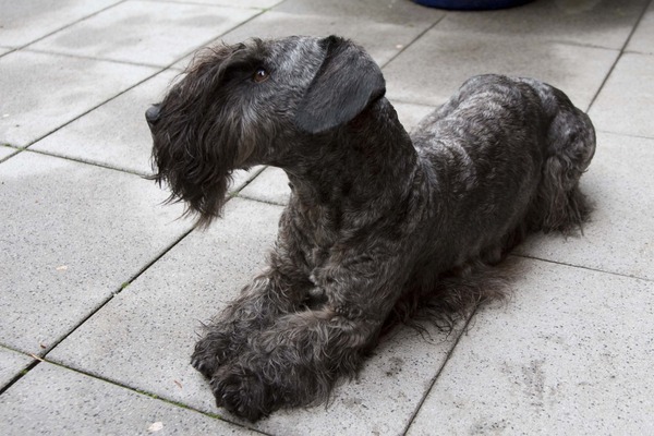 Cesky Terrier