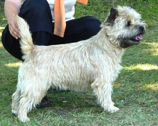 Cairn Terrier