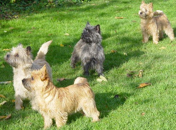 Cairn Terrier