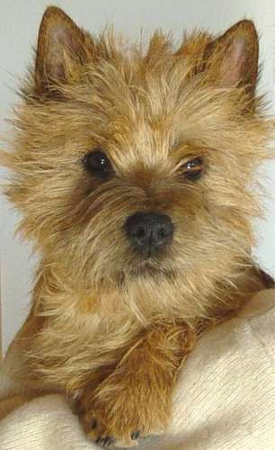 Cairn Terrier