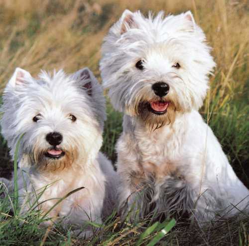 West Highland White Terrier