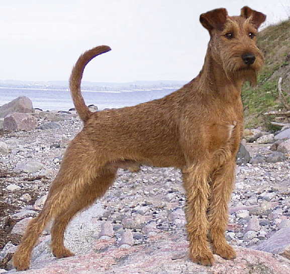 Irish Terrier