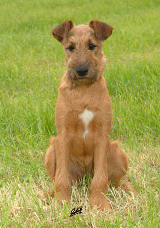 Irish Terrier