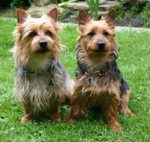 Australian Terrier