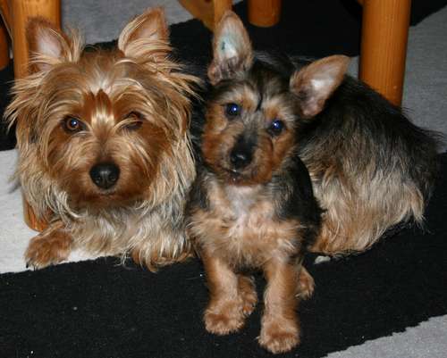 Australian Terrier