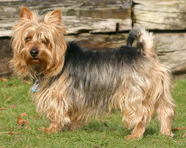 Australian Terrier