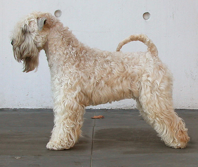 Irish Soft Coated Wheaten Terrier