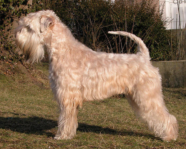 Irish Soft Coated Wheaten Terrier
